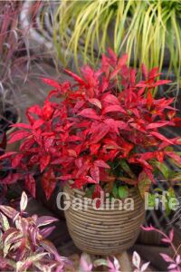 Cennet Bambusu Fidanı Bodur Cins ( Nandina Domestica Blush Pink ) - 2
