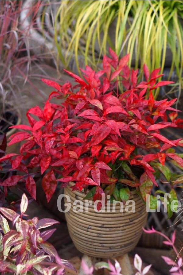 Cennet Bambusu Fidanı Bodur Cins ( Nandina Domestica Blush Pink ) - 2
