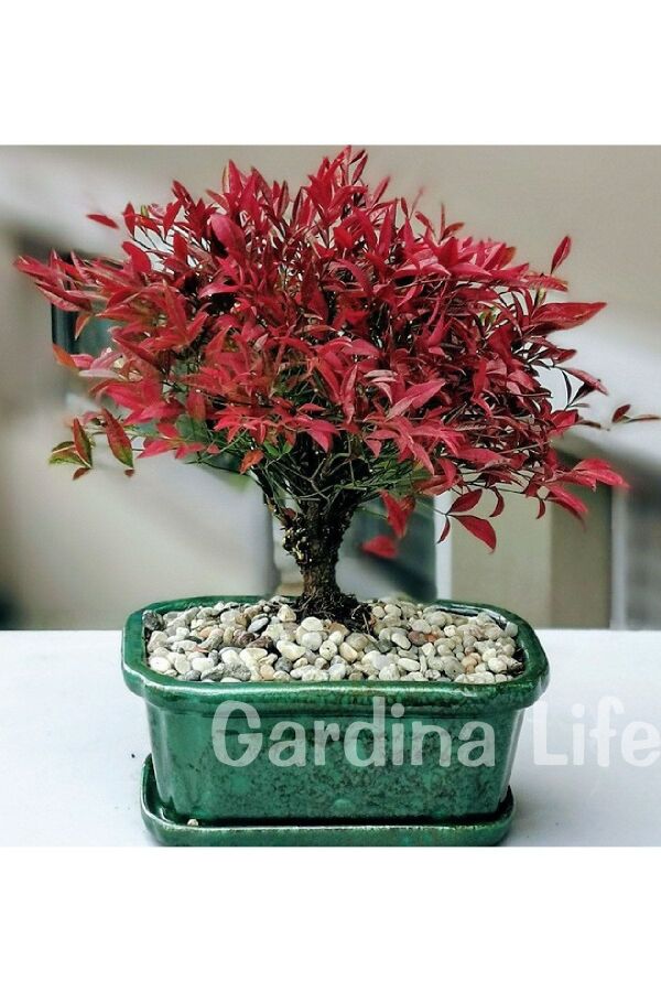 Cennet Bambusu Fidanı Bodur Cins ( Nandina Domestica Blush Pink ) - 3