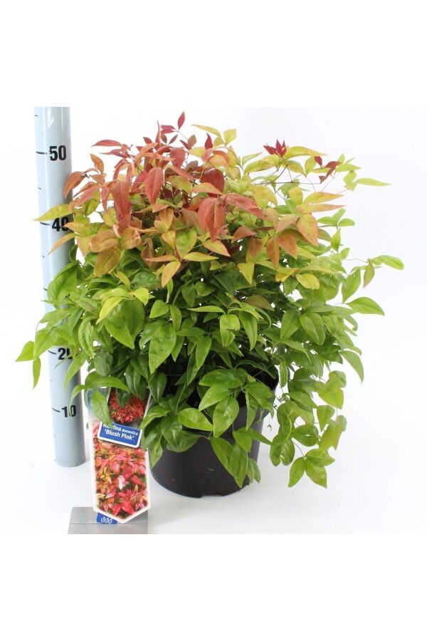 Cennet Bambusu Fidanı Bodur Cins ( Nandina Domestica Blush Pink ) - 4