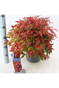 Cennet Bambusu Fidanı Bodur Cins ( Nandina Domestica Blush Pink ) - 5
