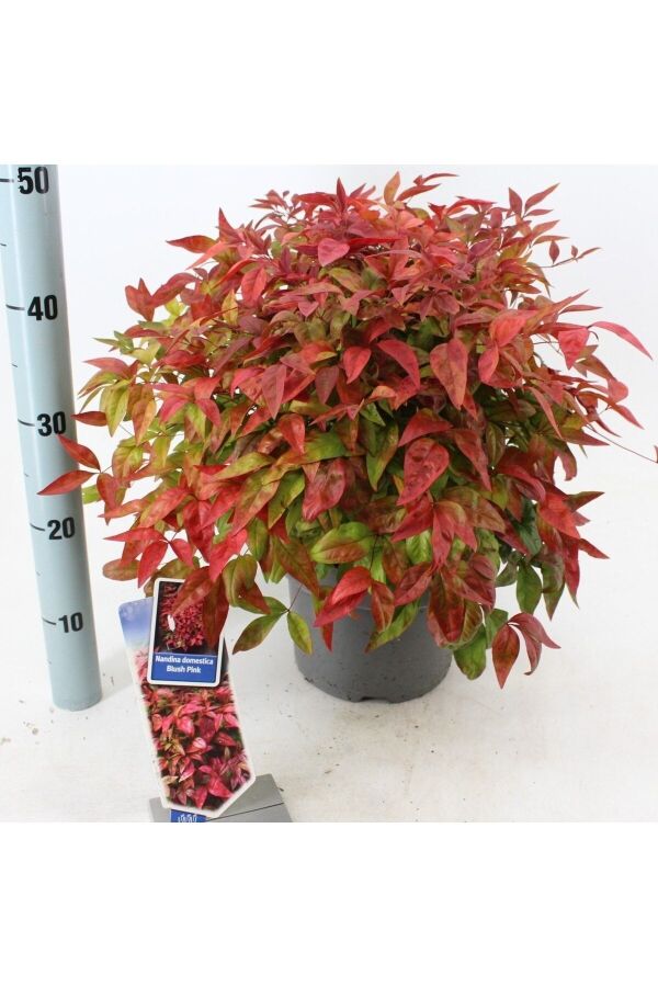 Cennet Bambusu Fidanı Bodur Cins ( Nandina Domestica Blush Pink ) - 5