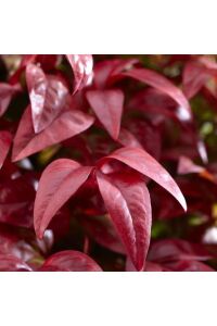 Cennet Bambusu Fidanı Bodur Cins ( Nandina Domestica Blush Pink ) - 6