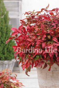 Cennet Bambusu Fidanı Bodur Cins ( Nandina Domestica Blush Pink ) - 7