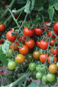 Çeri Domates Fidesi ( Cherry ) 5 Adet - 1