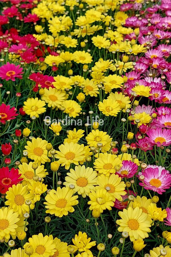 Çeşme Papatya Fide Seti 4 Adet ( 4 Farklı Renk ) CESMIX, one size - 