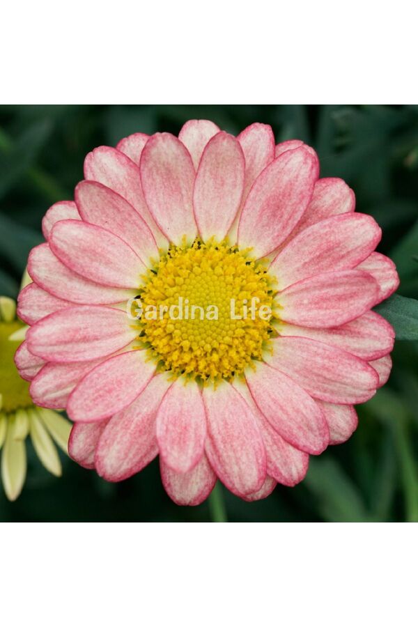 Çeşme Papatyası Fidesi 1 Adet Apricot ( Argyranthemum Frutescens ) 404895, one size - 