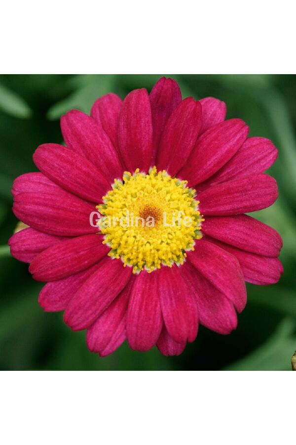 Çeşme Papatyası Fidesi 1 Adet Dark Rose ( Argyranthemum Frutescens ) 404906, one size - 