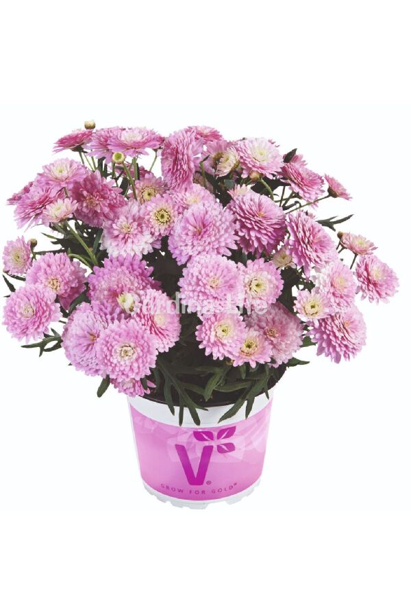 Çeşme Papatyası Fidesi 1 Adet Double Pink ( Argyranthemum Frutescens ) 404994, one size - 