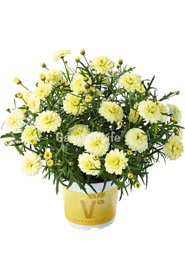 Çeşme Papatyası Fidesi 1 Adet Double Primrose ( Argyranthemum Frutescens ) 404995, one size - 