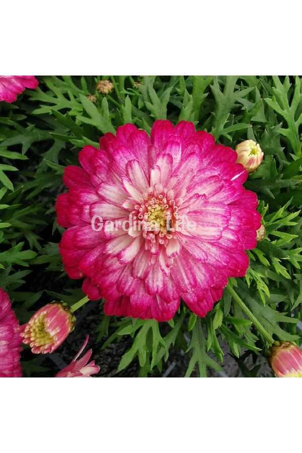 Çeşme Papatyası Fidesi 1 Adet Double Strawberry Cream ( Argyranthemum Frutescens ) 404997, one size - 