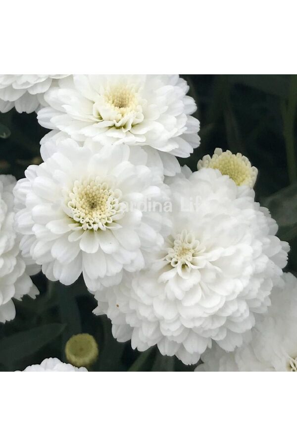 Çeşme Papatyası Fidesi 1 Adet Double White ( Argyranthemum Frutescens ) 405010, one size - 