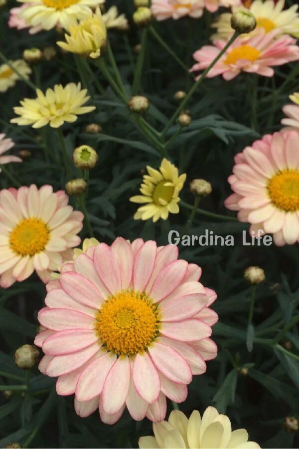 Çeşme Papatyası Fidesi 1 Adet Lemon & Pink ( Argyranthemum Frutescens ) 404933, one size - 