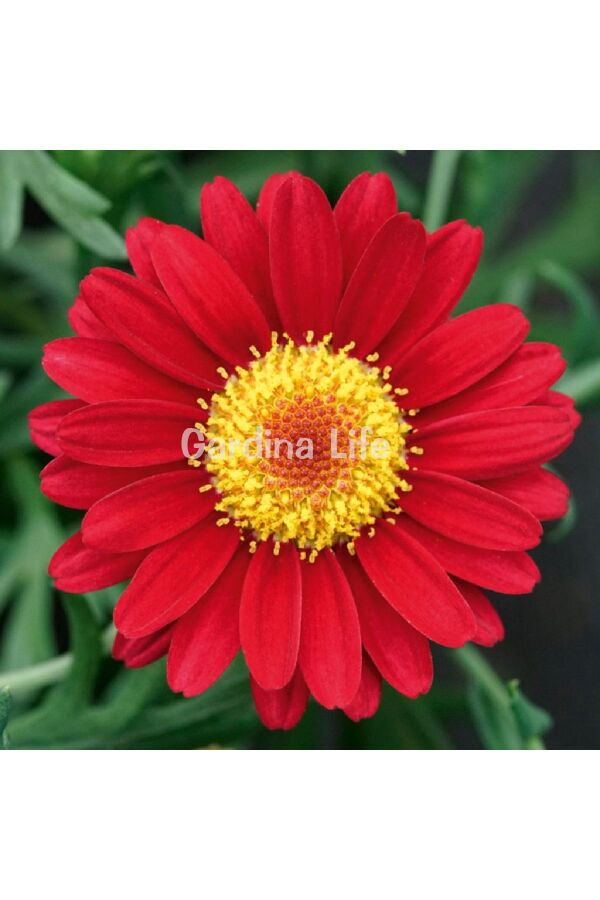 Çeşme Papatyası Fidesi 1 Adet Red ( Argyranthemum Frutescens ) 404950, one size - 