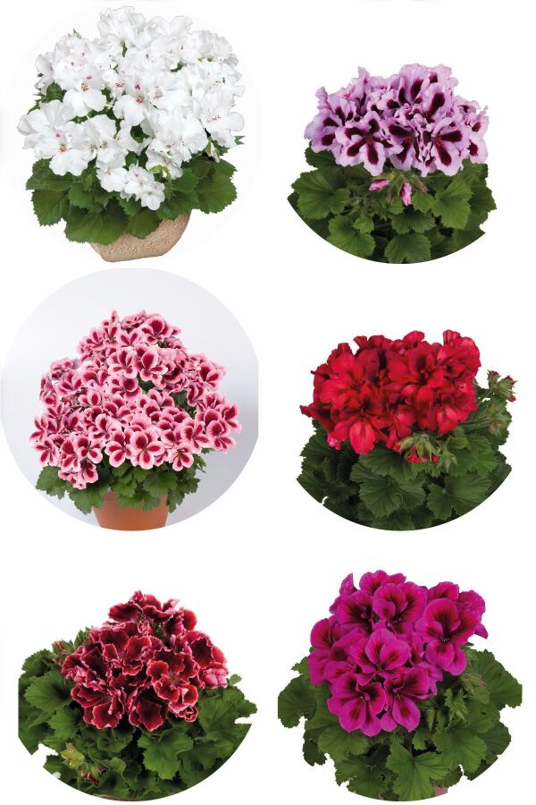 Ceylan Canan Sardunya Fidesi Karışık Renk 4 Adet CEYMIX, one size - 