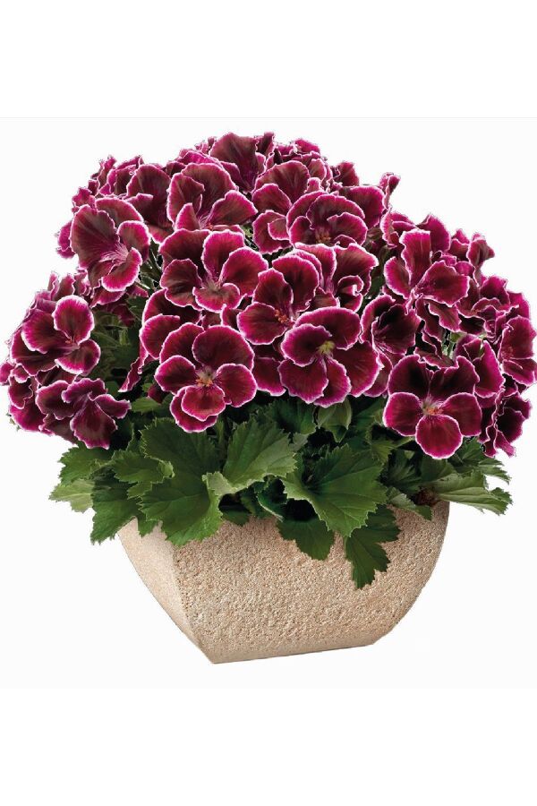 Ceylan Gözü Sardunya Çiçeği Fidesi Black Beauty ( Canan Sardunya P. Grandiflorum ) 1 Adet 459803, one size - 
