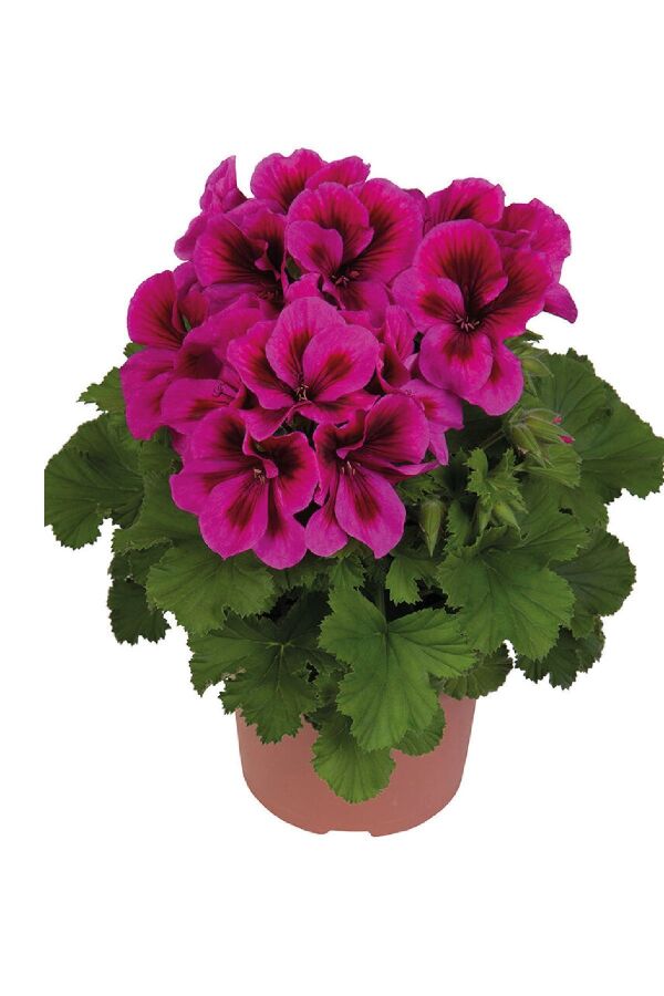 Ceylan Gözü Sardunya Çiçeği Fidesi ( Canan Sardunya P. Grandiflorum ) A. Burgundy 1 Adet 459805, one size - 