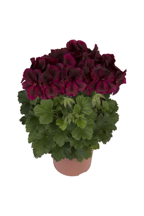 Ceylan Gözü Sardunya Çiçeği Fidesi ( Canan Sardunya P. Grandiflorum ) Black Red 1 Adet - 