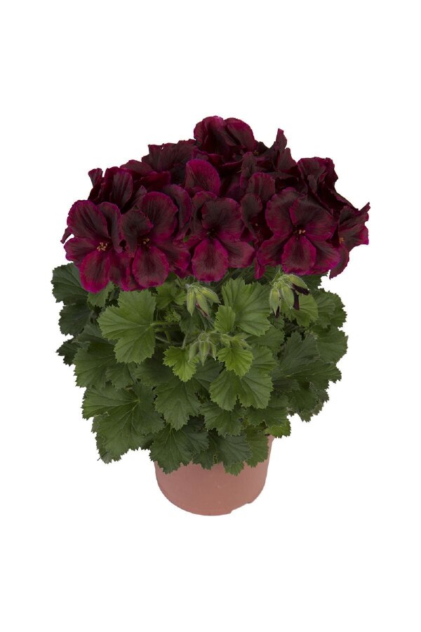 Ceylan Gözü Sardunya Çiçeği Fidesi ( Canan Sardunya P. Grandiflorum ) Black Red 1 Adet - Gardina