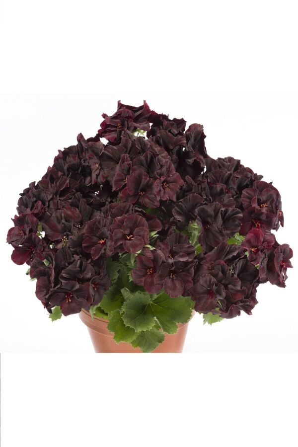 Ceylan Gözü Sardunya Çiçeği Fidesi ( Canan Sardunya P. Grandiflorum ) Black Velvet 1 Adet - 