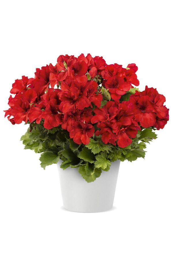 Ceylan Gözü Sardunya Çiçeği Fidesi ( Canan Sardunya P. Grandiflorum ) Bright Red 1 Adet 459804, one size - 