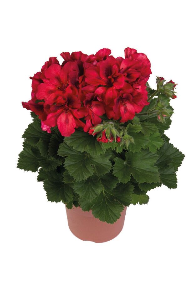 Ceylan Gözü Sardunya Çiçeği Fidesi ( Canan Sardunya P. Grandiflorum ) Bright Red 1 Adet - 