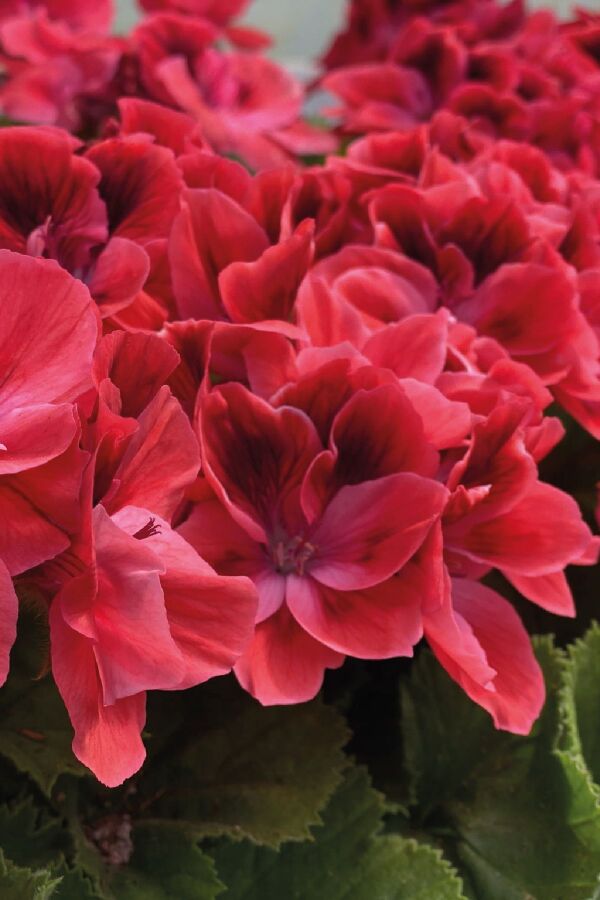 Ceylan Gözü Sardunya Çiçeği Fidesi ( Canan Sardunya P. Grandiflorum ) Claret 1 Adet - Gardina