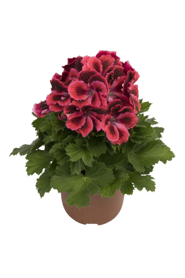 Ceylan Gözü Sardunya Çiçeği Fidesi ( Canan Sardunya P. Grandiflorum ) Kate 1 Adet - 