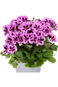 Ceylan Gözü Sardunya Fidesi Canan Sardunya Lilac Purple  - 1
