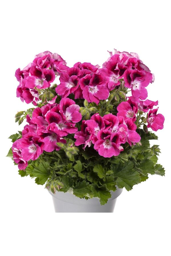 Ceylan Gözü Sardunya Çiçeği Fidesi ( Canan Sardunya P. Grandiflorum ) Magenta 1 Adet 459811, one size - 