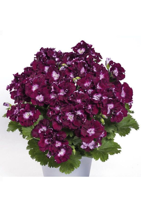 Ceylan Gözü Sardunya Çiçeği Fidesi ( Canan Sardunya P. Grandiflorum ) Melva1 Adet - 