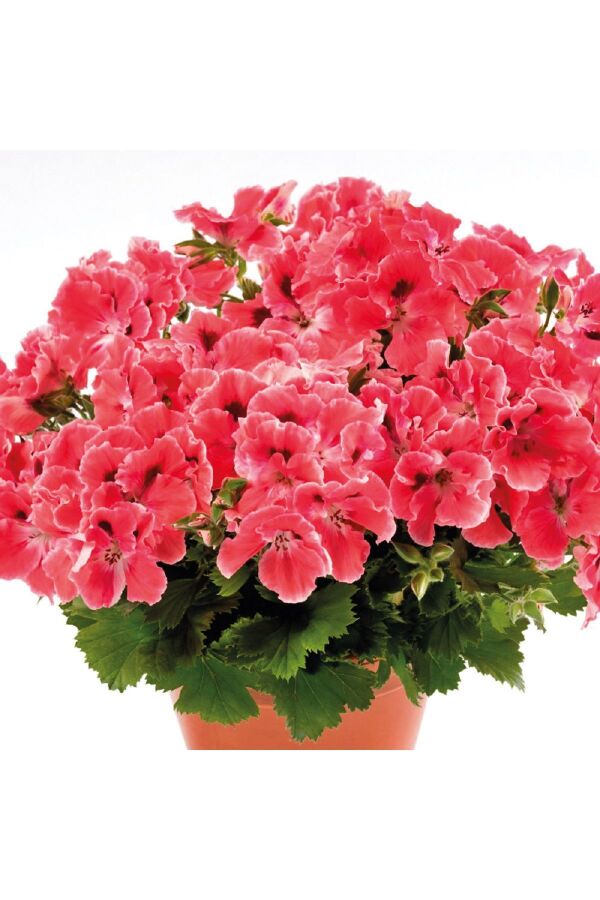 Ceylan Gözü Sardunya Çiçeği Fidesi ( Canan Sardunya P. Grandiflorum ) Orange 1 Adet 459813, one size - 