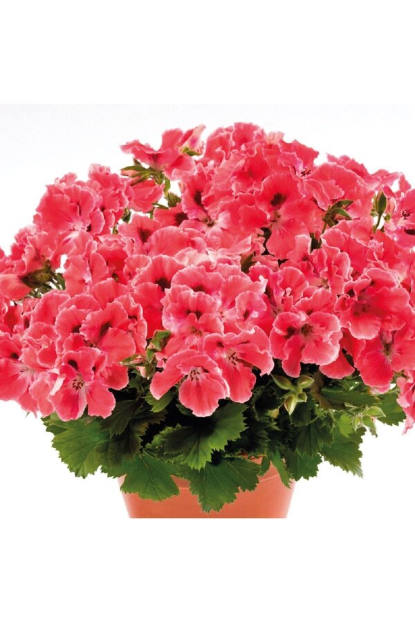 Ceylan Gözü Sardunya Çiçeği Fidesi ( Canan Sardunya P. Grandiflorum ) Orange 1 Adet - Gardina