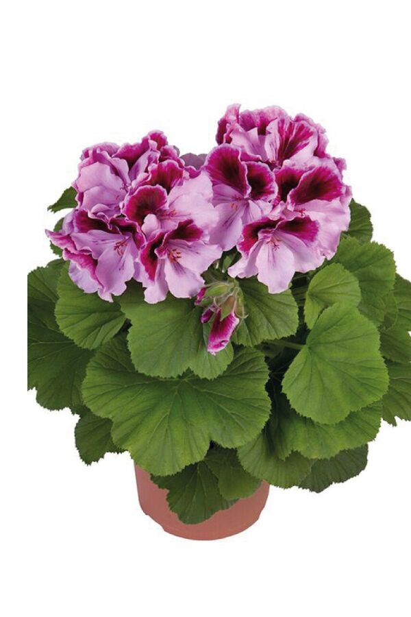 Ceylan Gözü Sardunya Çiçeği Fidesi ( Canan Sardunya P. Grandiflorum ) Orchid 1 Adet - 