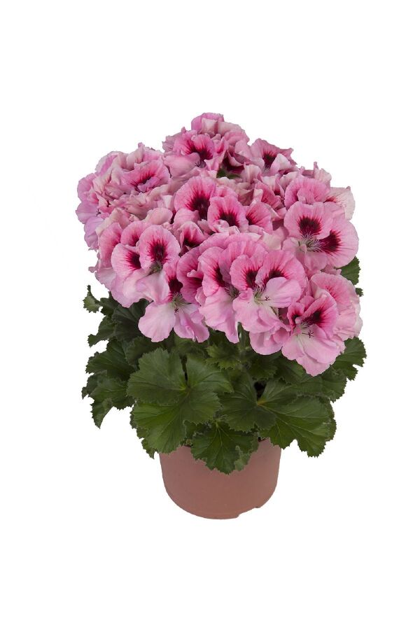 Ceylan Gözü Sardunya Çiçeği Fidesi ( Canan Sardunya P. Grandiflorum ) Pink 1 Adet - 