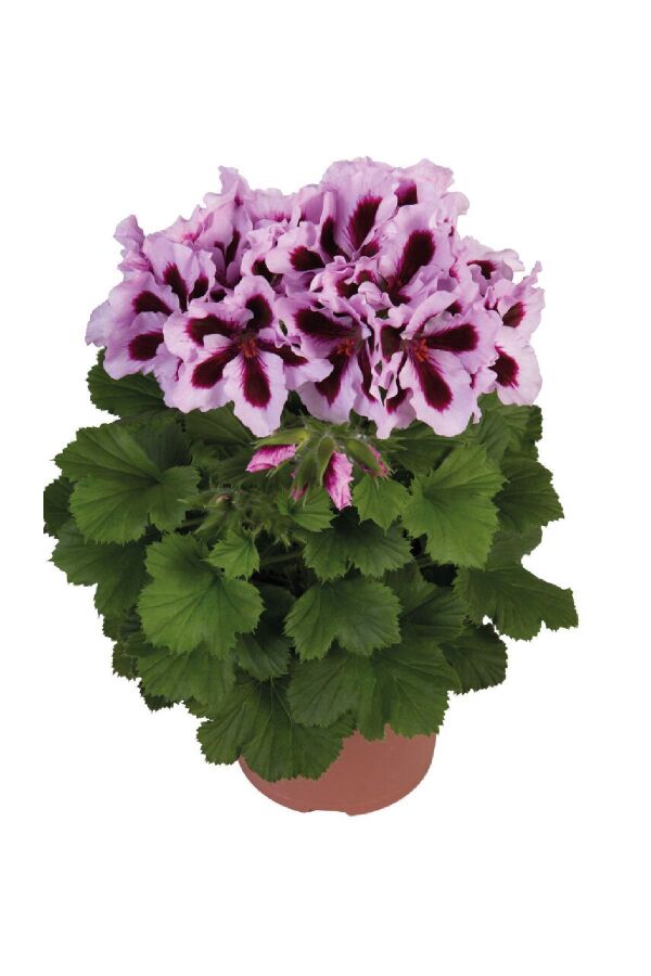 Ceylan Gözü Sardunya Çiçeği Fidesi ( Canan Sardunya P. Grandiflorum ) Purple Stripes 1 Adet 459818, one size - 