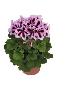 Ceylan Gözü Sardunya Fidesi Canan Sardunya Purple Stripes  - 1
