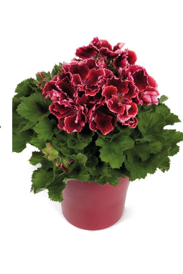 Ceylan Gözü Sardunya Çiçeği Fidesi ( Canan Sardunya P. Grandiflorum ) Red Beauty 1 Adet - Gardina