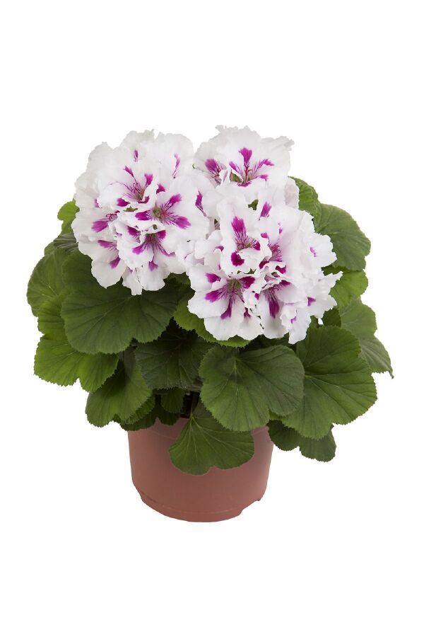 Ceylan Gözü Sardunya Çiçeği Fidesi ( Canan Sardunya P. Grandiflorum ) Royalty White 1 Adet - 