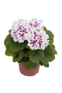 Ceylan Gözü Sardunya Fidesi Canan Sardunya Royalty White  - 1