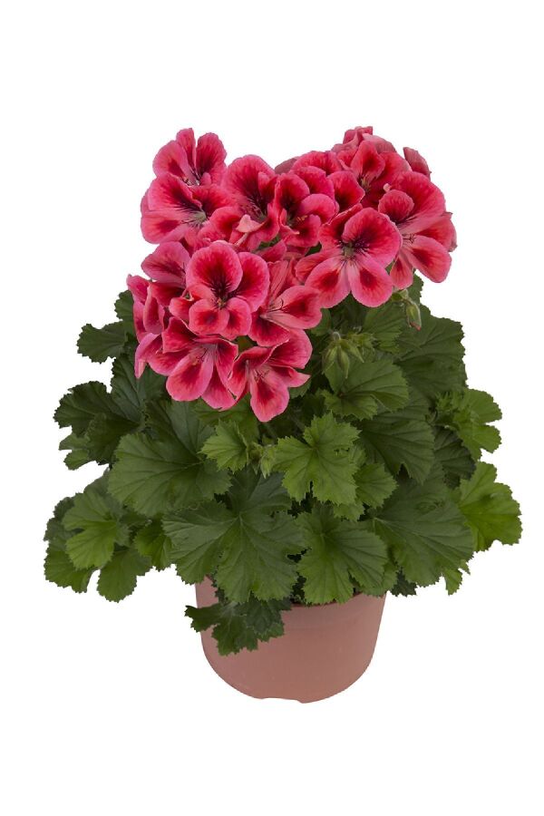 Ceylan Gözü Sardunya Çiçeği Fidesi ( Canan Sardunya P. Grandiflorum ) Salmon 1 Adet 459819, one size - 