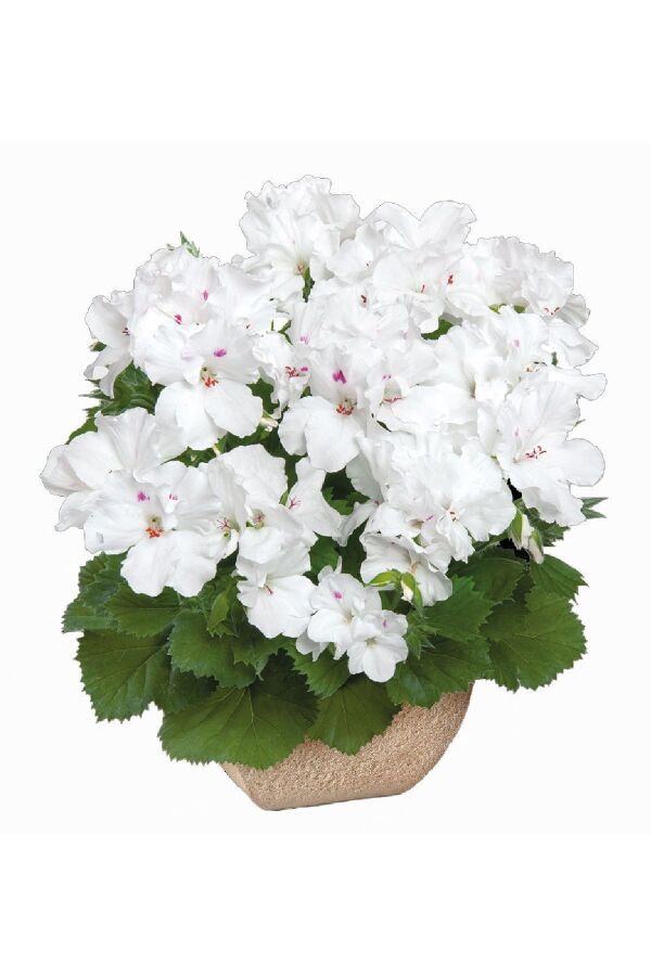 Ceylan Gözü Sardunya Çiçeği Fidesi ( Canan Sardunya P. Grandiflorum ) Snow 1 Adet - 