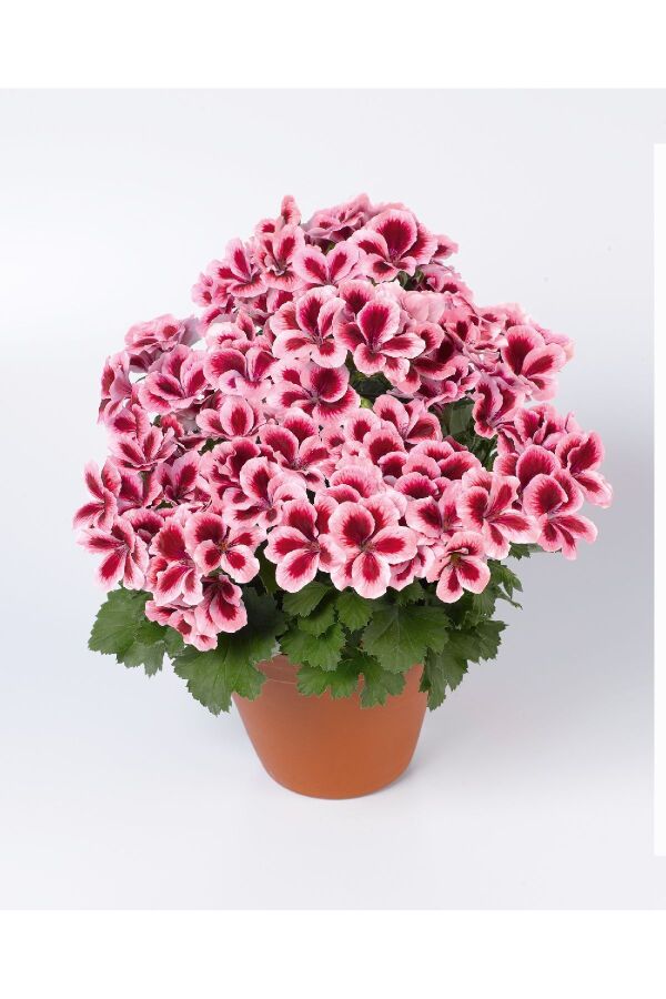 Ceylan Gözü Sardunya Çiçeği Fidesi ( Canan Sardunya P. Grandiflorum ) Strawberry Cream 1 Adet - 