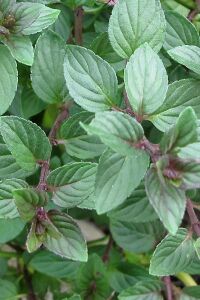 Çikolata Nane Fidesi ( Mentha Piperata F. Citrata ) Chocolate 1 Adet - 1