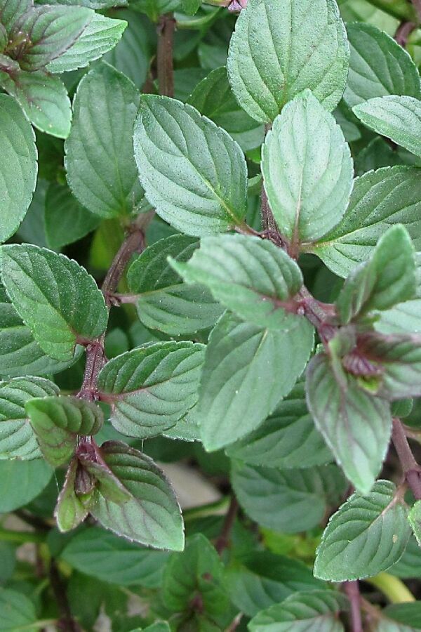 Çikolata Nane Fidesi ( Mentha Piperata F. Citrata ) Chocolate 1 Adet