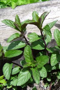 Çikolata Nane Fidesi ( Mentha Piperata F. Citrata ) Chocolate 1 Adet - 2