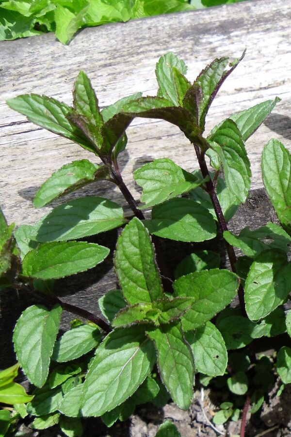 Çikolata Nane Fidesi ( Mentha Piperata F. Citrata ) Chocolate 1 Adet - 2
