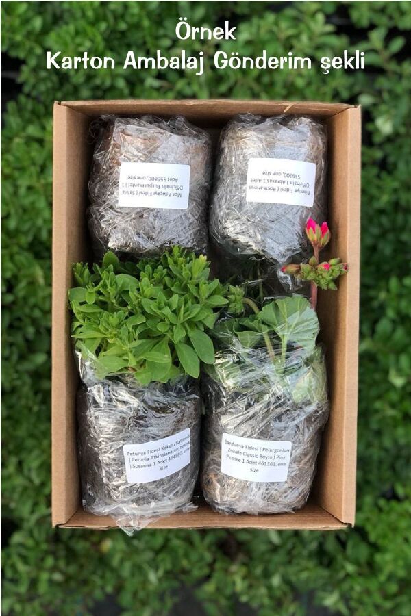 Çikolata Nane Fidesi ( Mentha Piperata F. Citrata ) Chocolate 1 Adet - 3