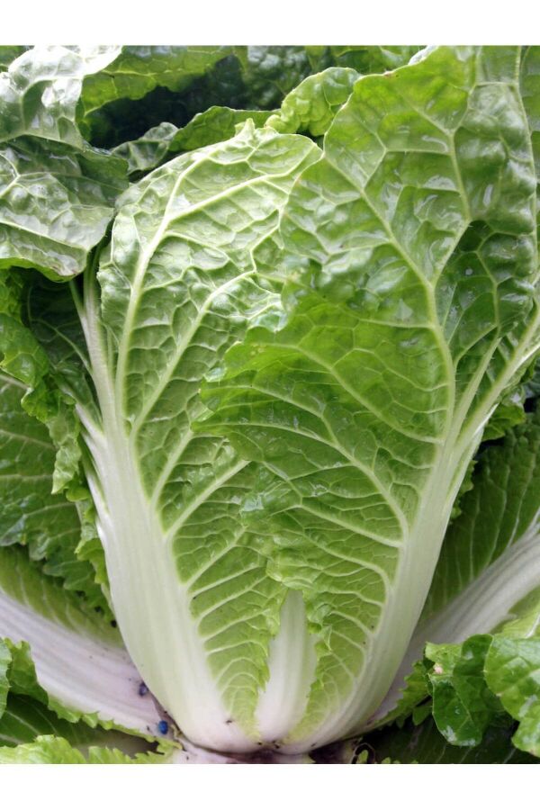 Çin Marulu Fidesi 10 Adet ( Chinese Cabbage ) - Gardina