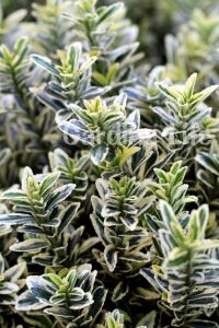 Çıtır Taflan Fidanı 3 Lü Dikim Yeşil - Beyaz ( Euonymus Japonicus Mic. Albovariegatus ) - 1